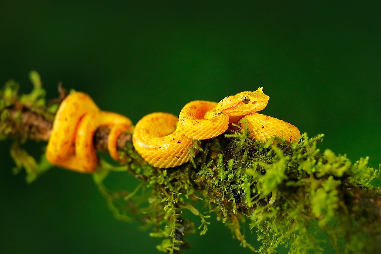 Eyelash Palm Pitviper, Bothriechis schlegeli, on green mossy branch. Image credit: Ondrej Prosicky/Shutterstock.com