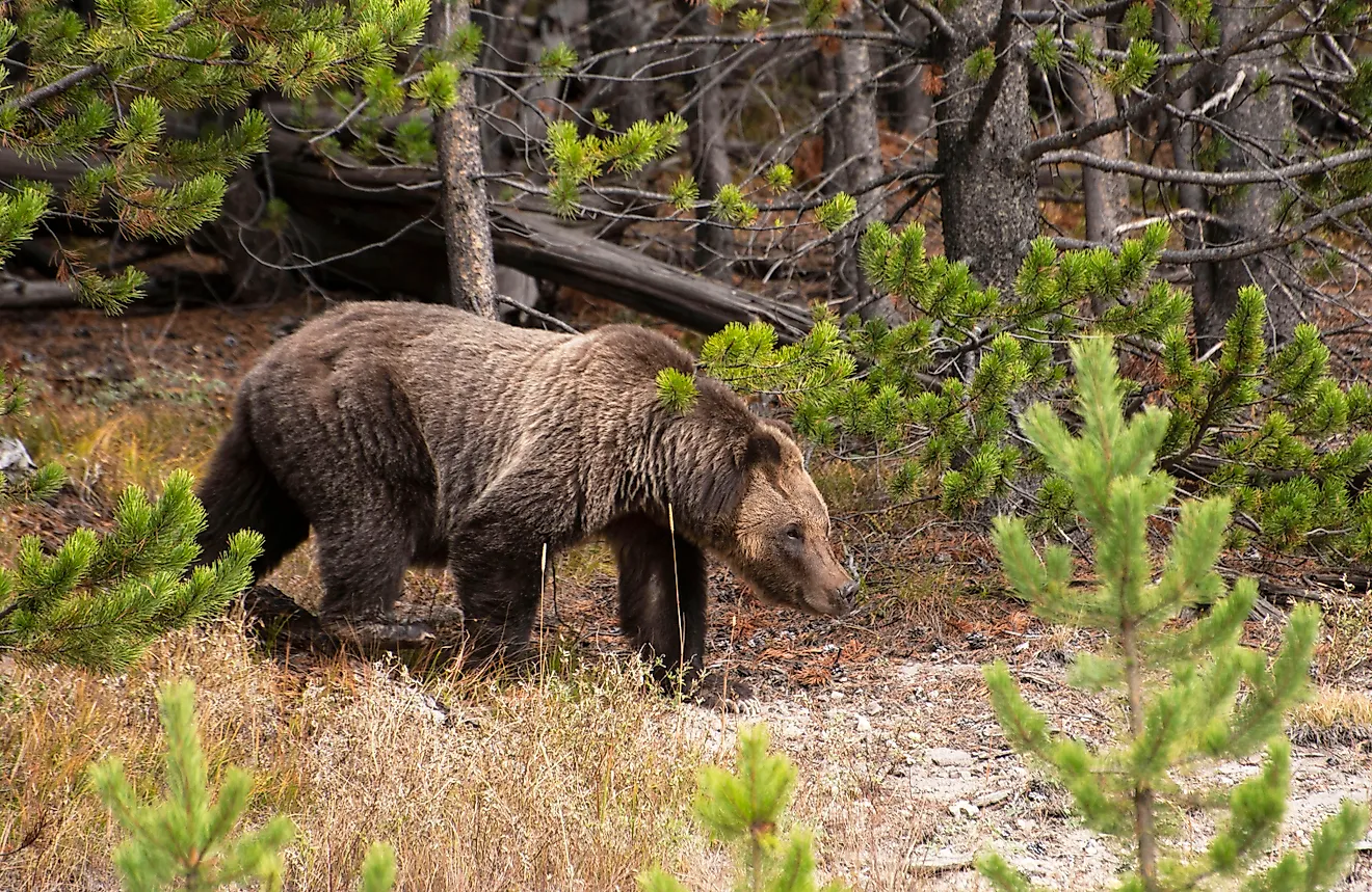 Grizzly bear walking through forest