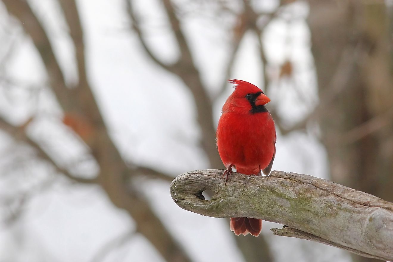 Photograph of a bright red male Cardinal perched on a branch. Image credit: Ramona Edwards/Shutterstock.com