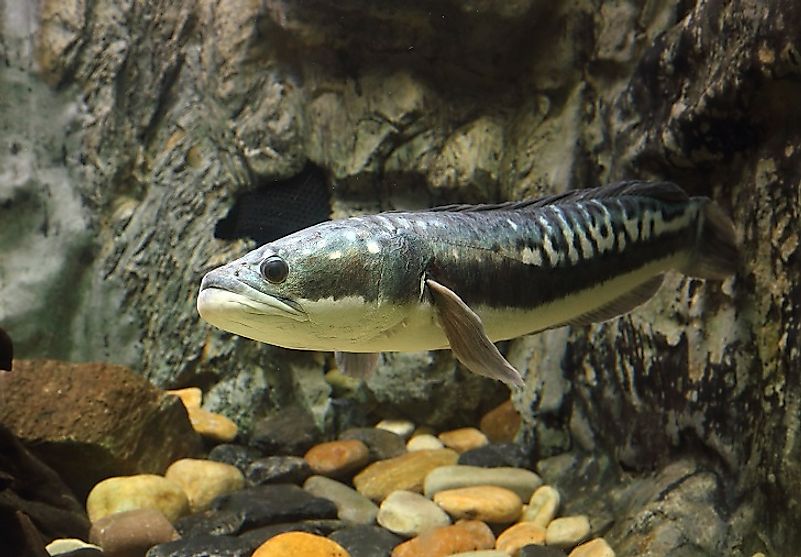 Closeup view of a Giant Snakehead (Channa micropeltes).