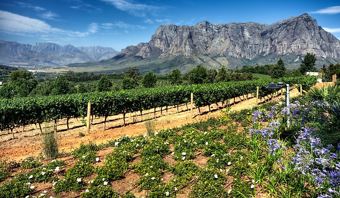 Vineyard in Stellenbosch, Western Cape, South Africa. 