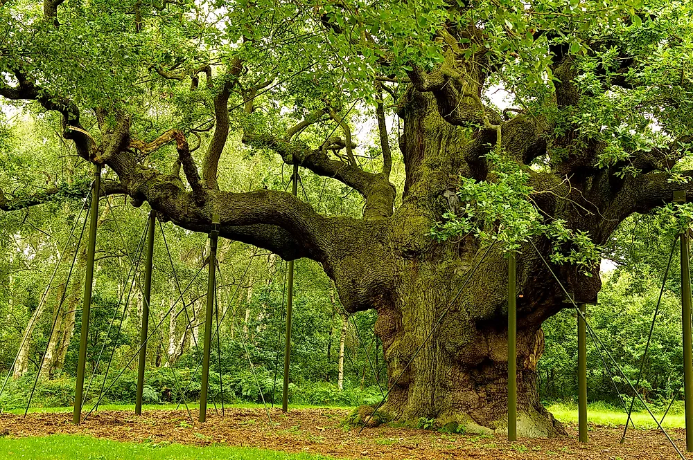 Major Oak in the Sherwood Forest. 