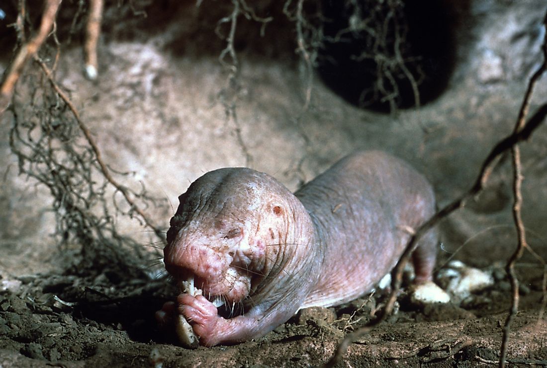 The naked mole rat is well-adapted to living below ground.