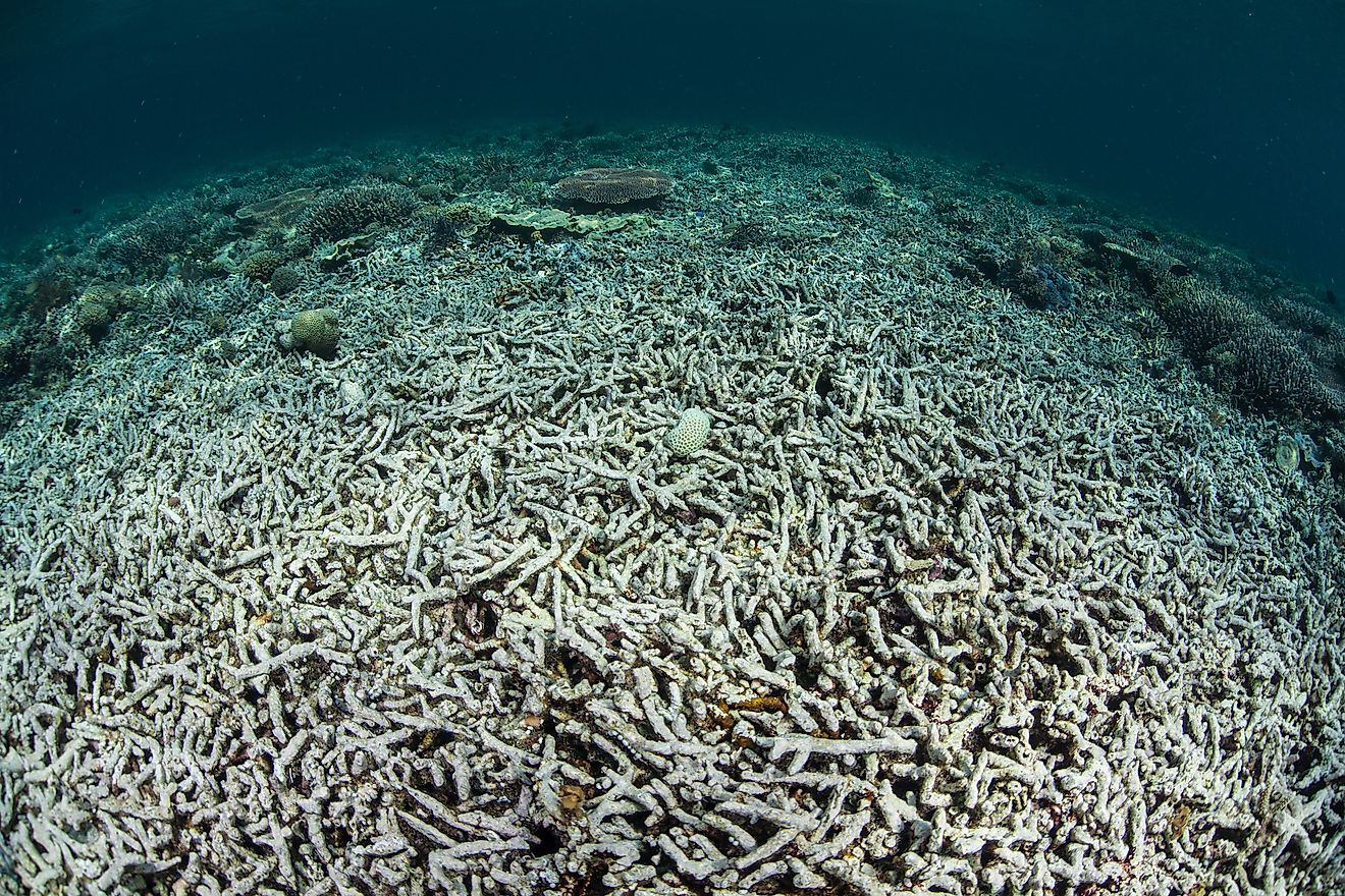 A coral reef in Indonesia has been turned from a diverse, healthy community to a desert of dead rubble. Ocean acidification is one of the major causes of coral reef destruction.