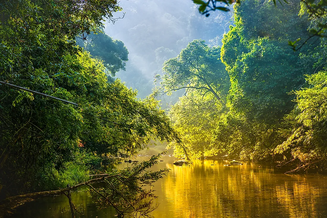 A typical scene of the rainforest in the DRC. 