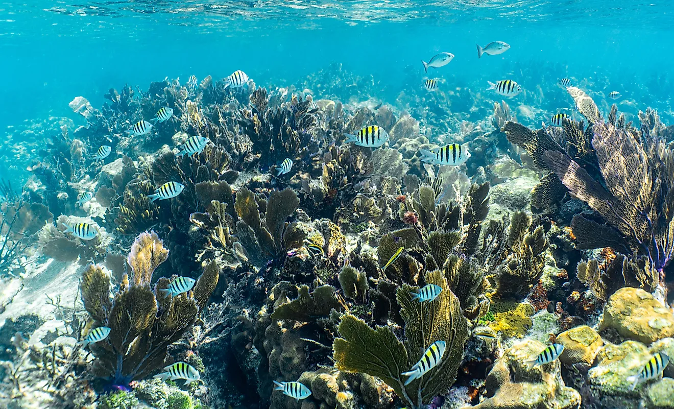 Schools of fish in the pristine water of John Pennekamp Coral Reef State Park off of Key Largo in the Florida Keys, USA
