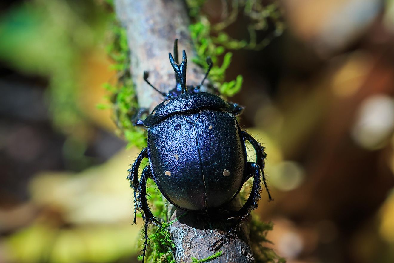 Dung beetle.