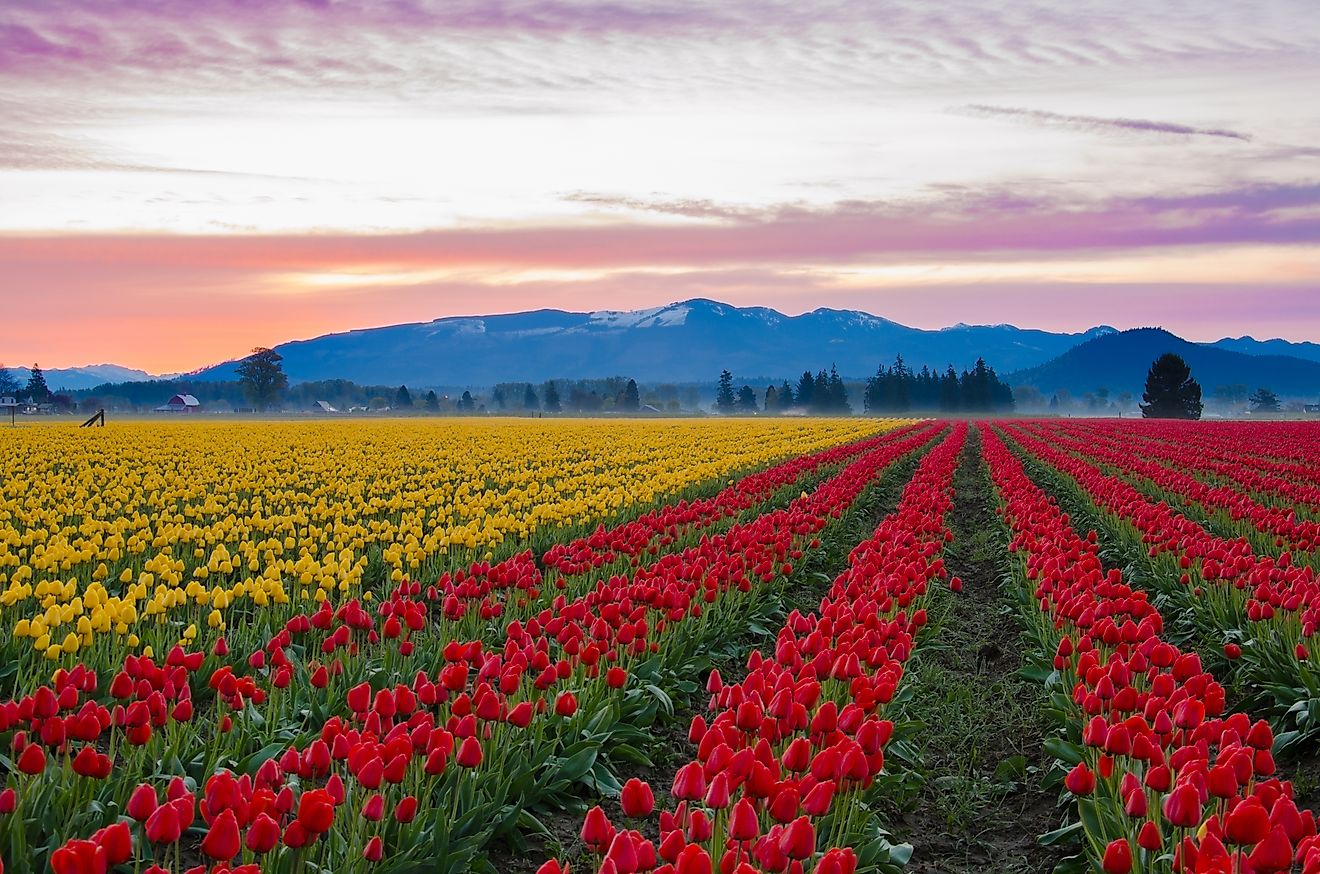 Skagit Valley tulip fields near Mount Vernon, Washington.