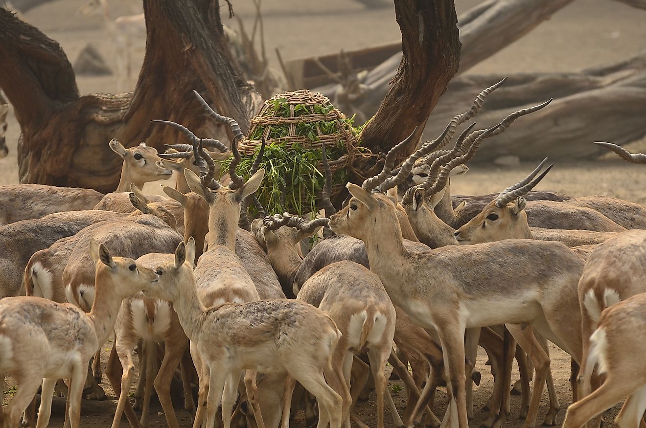 Deer competing with each other for food. Image credit: singh_lens/Shutterstock.com