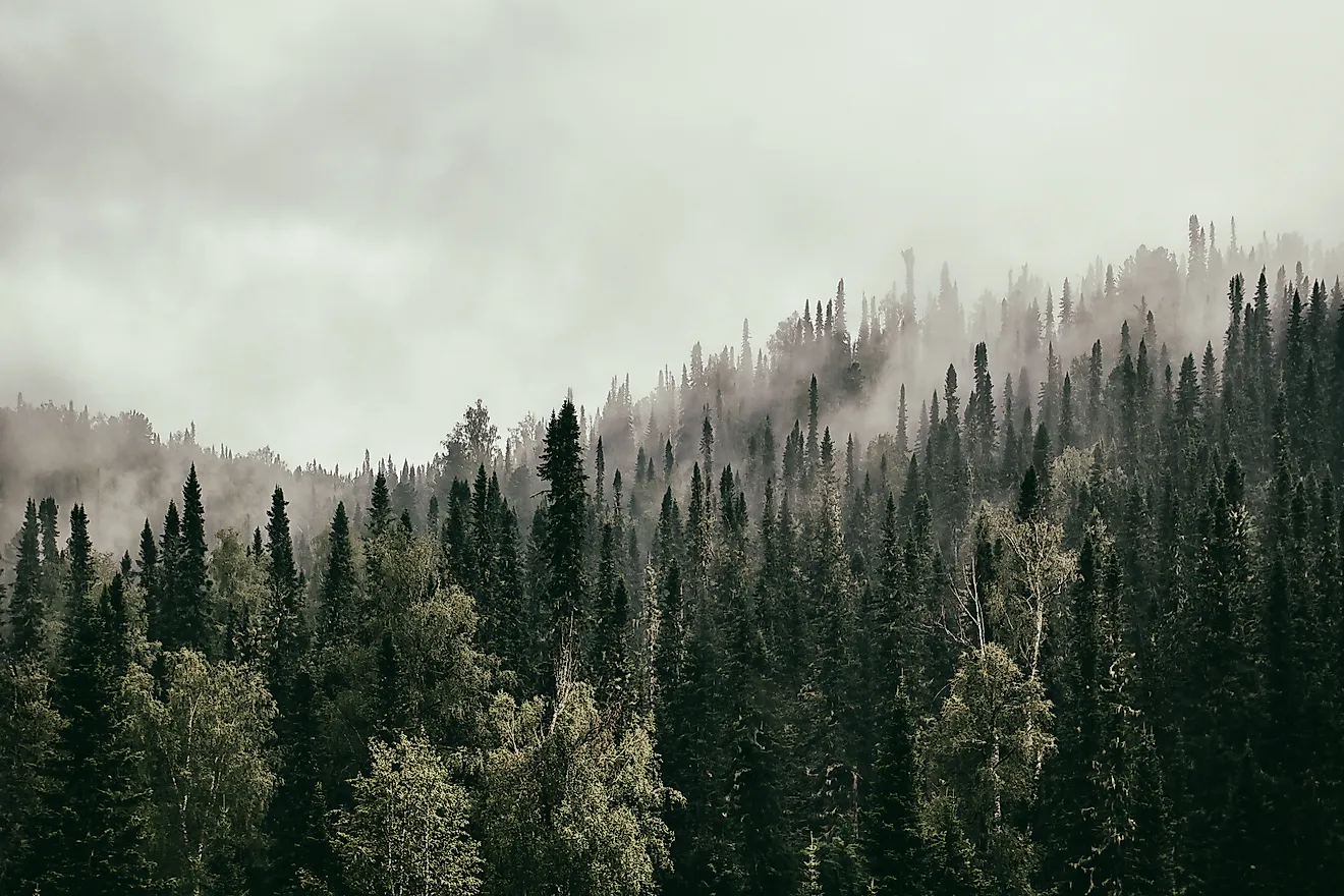 Northern Boreal Forest (Taiga)