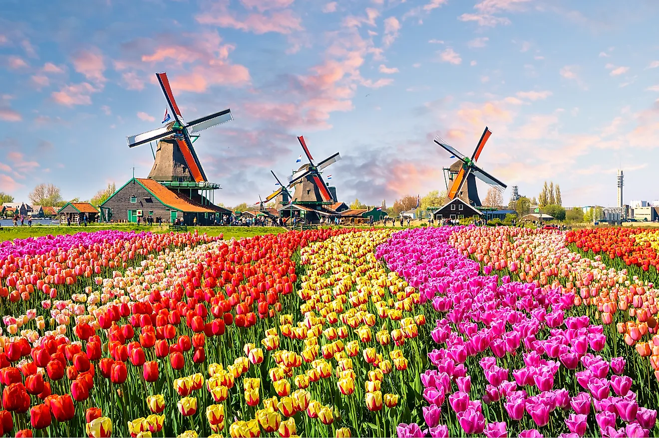 Tulips planted near the canal in Zaanse Schans, Netherlands, Europe