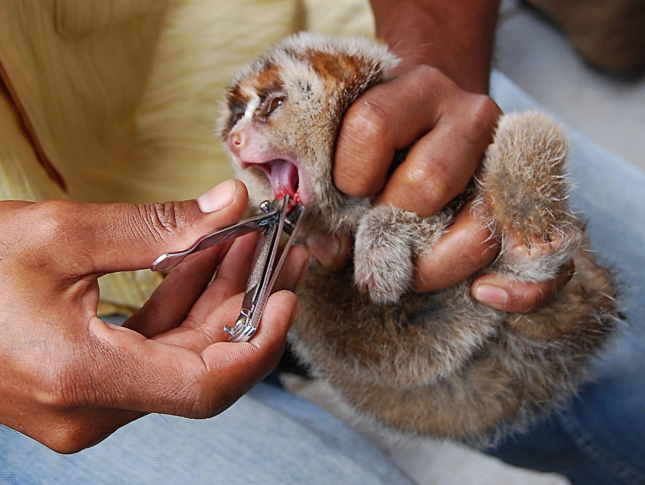 Slow lorises have their front teeth cut or pulled before being sold as pets, a practice that often causes infection and death. Image credit: International Animal Rescue (IAR)/Wikimedia.org