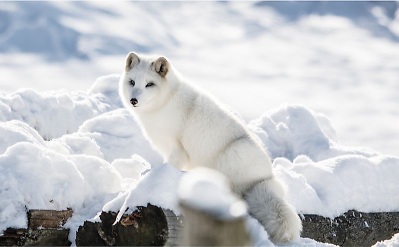 The Arctic fox is commonly seen in Greenland.