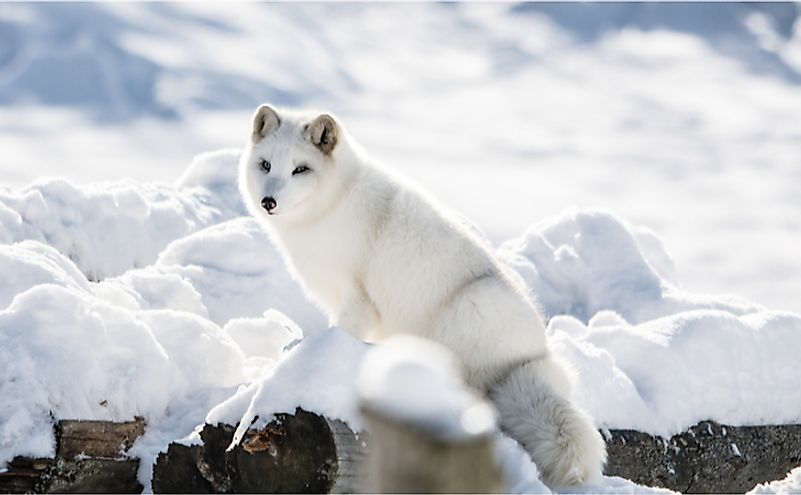 The Arctic fox is commonly seen in Greenland.