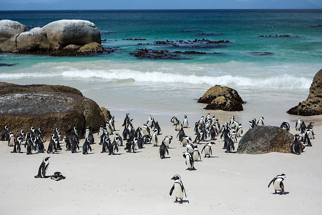 Penguins in Cape Town, South Africa. 
