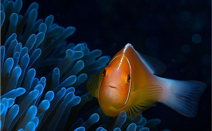 Pink anemone fish among a blue anemone patch in the warm, tropical waters of Guam, USA. 