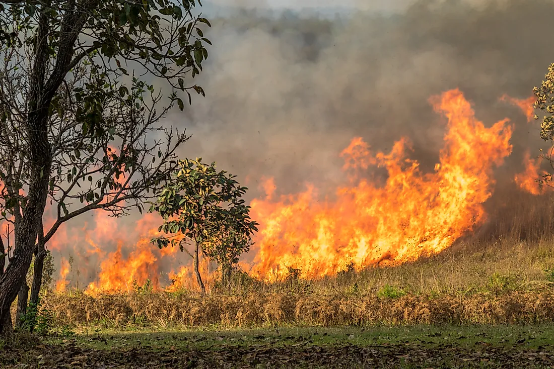 Vegetation density and dryness are key causes of wildfire spread. 