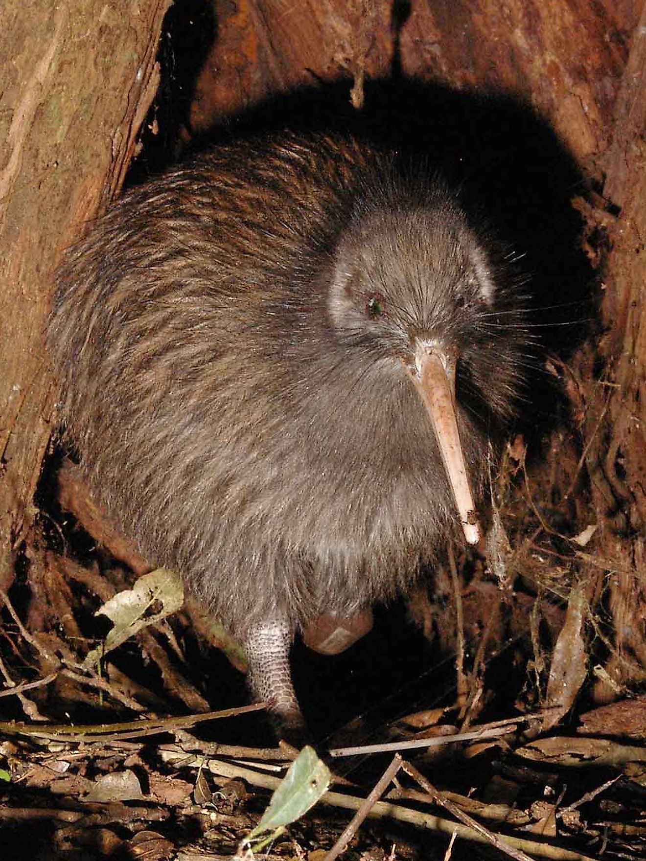 North Island brown kiwi. Image credit: Maungatautari Ecological Island Trust/Public domain