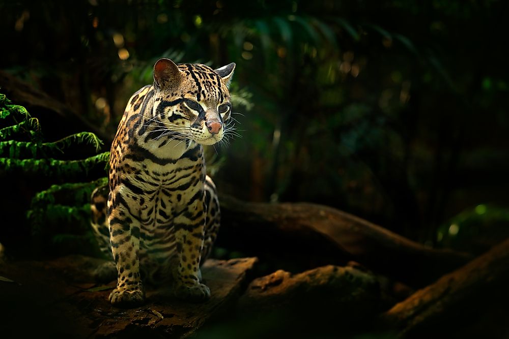 Margay in Costa Rica. 