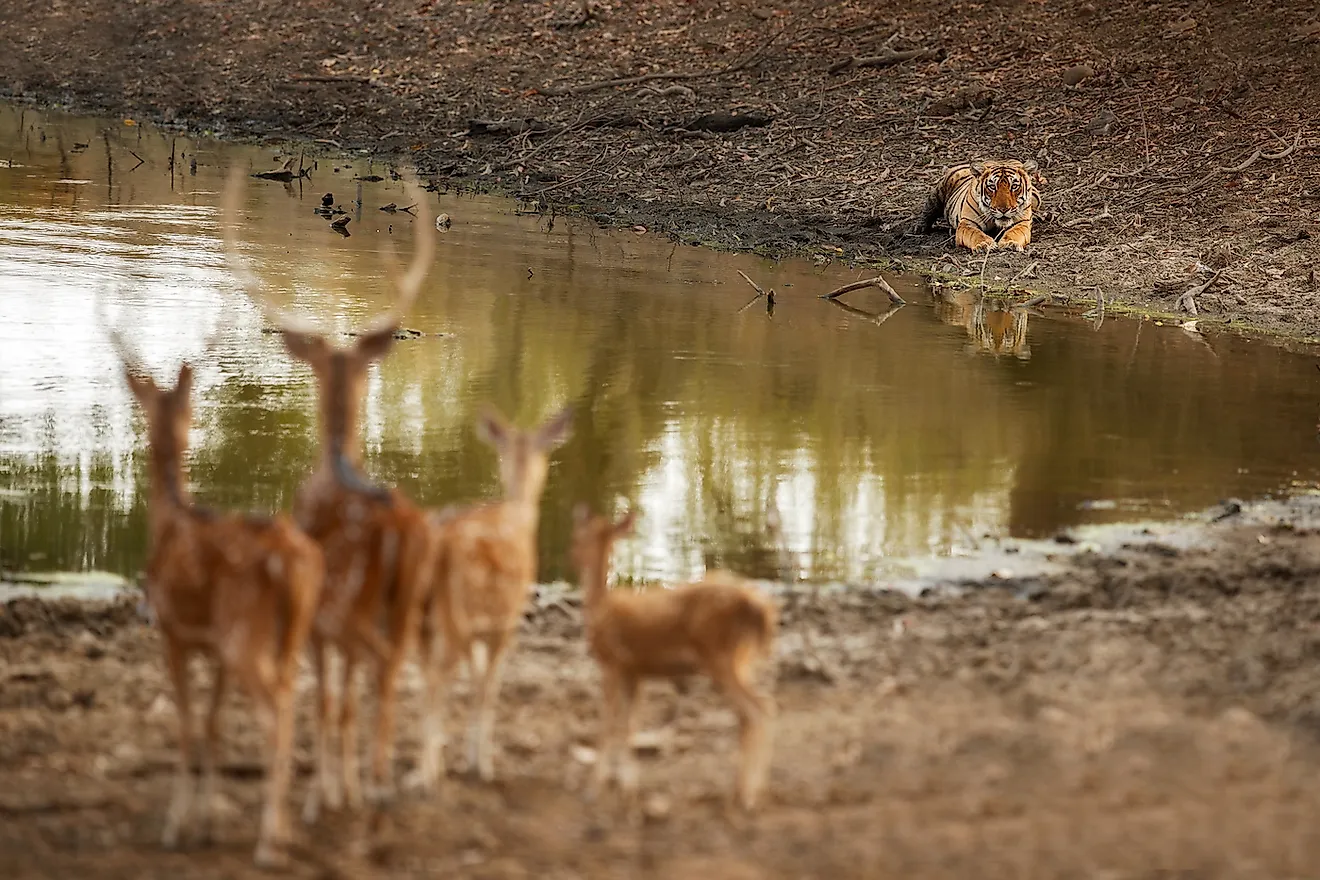 Deer on alter at the sight of a tiger, an apex predator, along the water body.