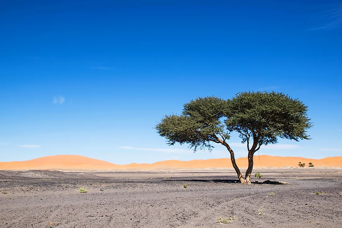 sahara desert animals and plants