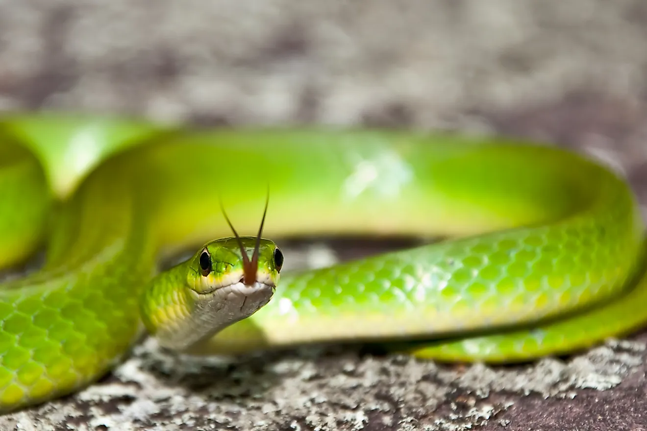 Smooth Green Snake