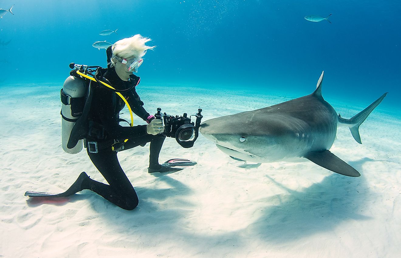 Jillian photographing a tiger shark. Image credit: Duncan Brake