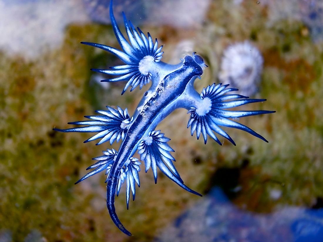 Blue Glaucus: Tiny, Majestic Sea Creature - WorldAtlas