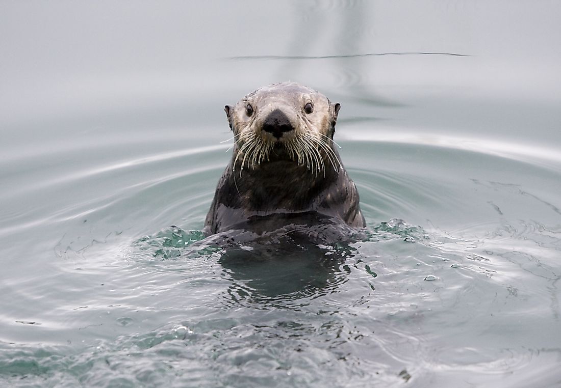 A sea otter found near Alaska. 