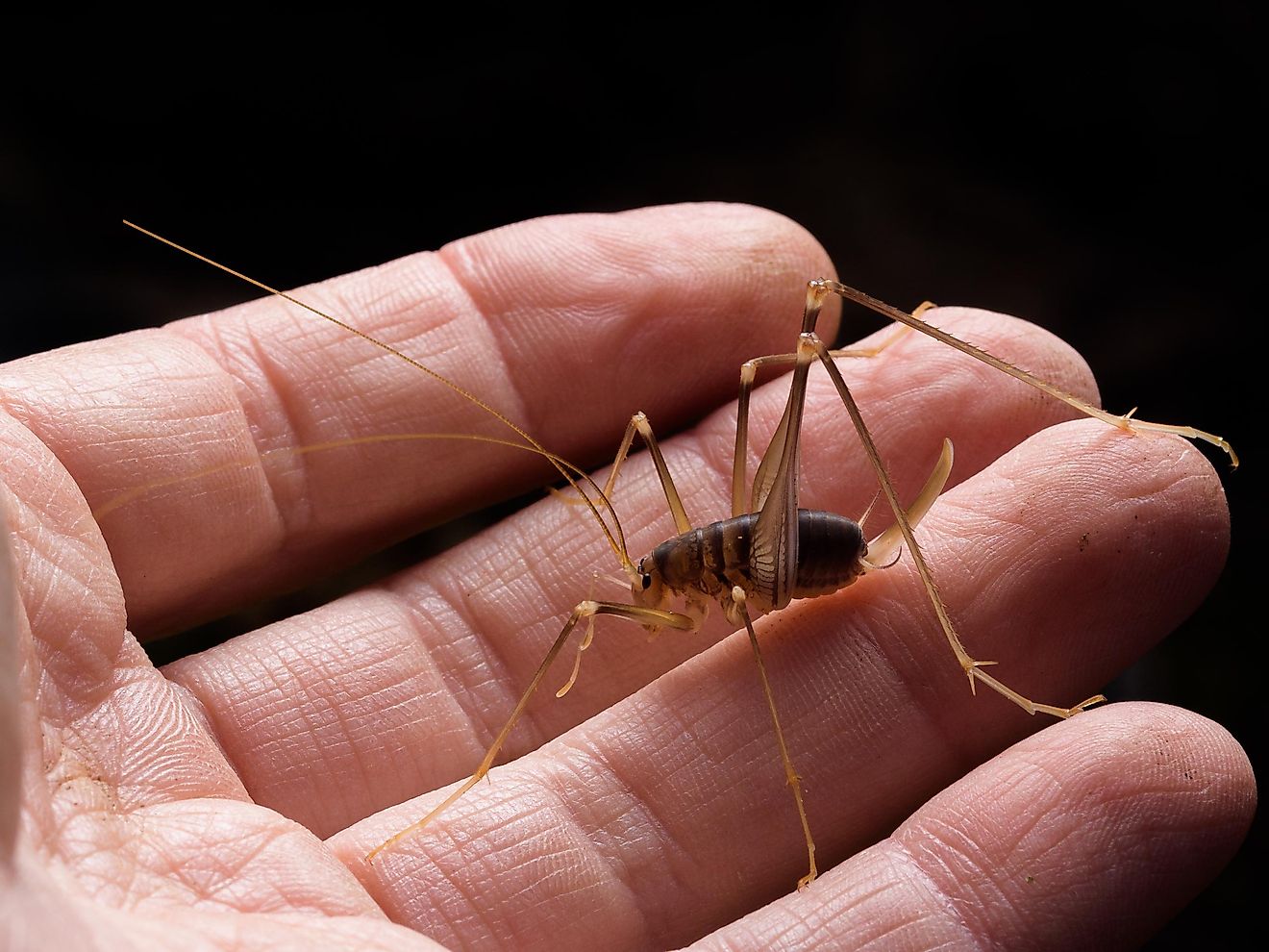 The one most people know them by is spider crickets, thanks to the aforementioned similarity to spiders.