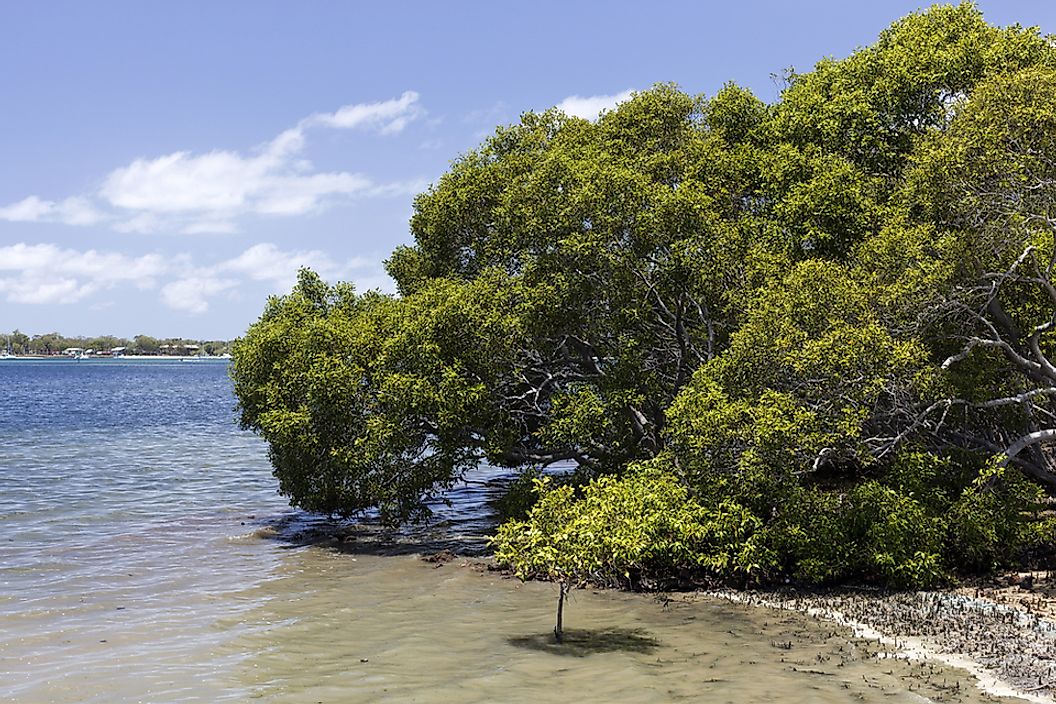 Halophytes are common among ocean shorelines.