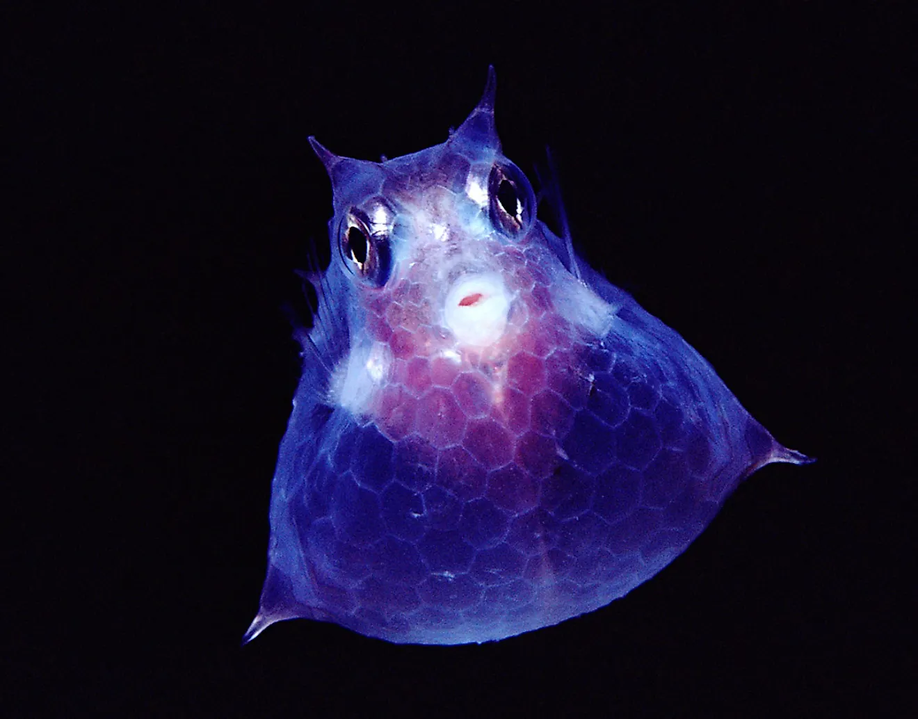 Juvenile Cowfish. Image credit: Maia Valenzuela/Shutterstock.com