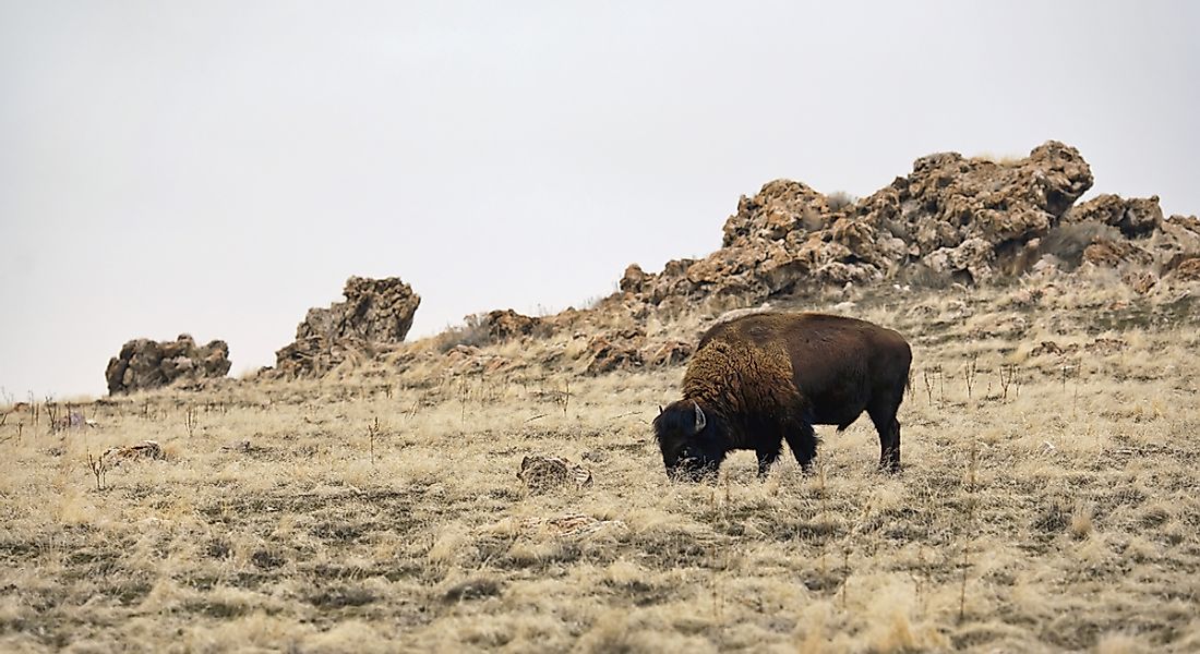 Wild Bison In Utah