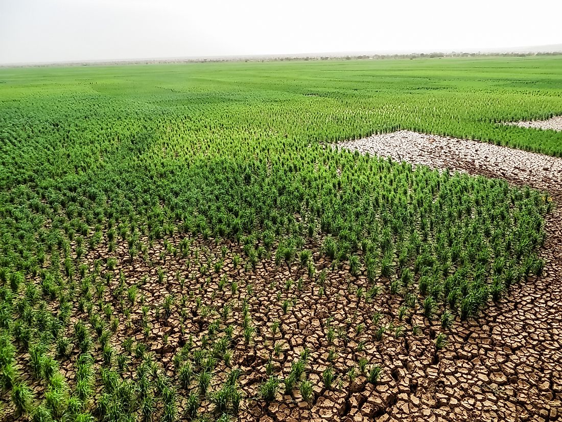 Agricultural farm in Somalia. 