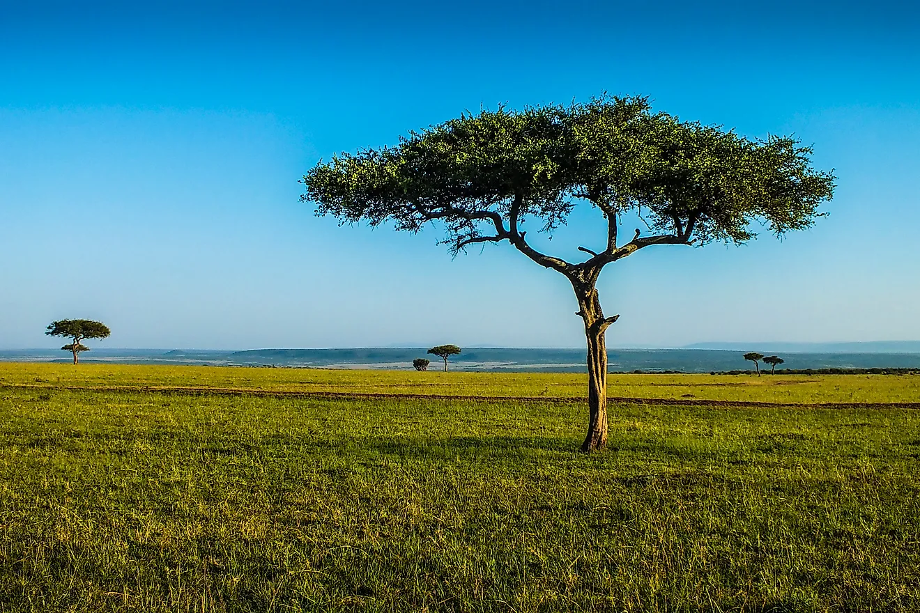 The acacia tree can be found in Sudan. 