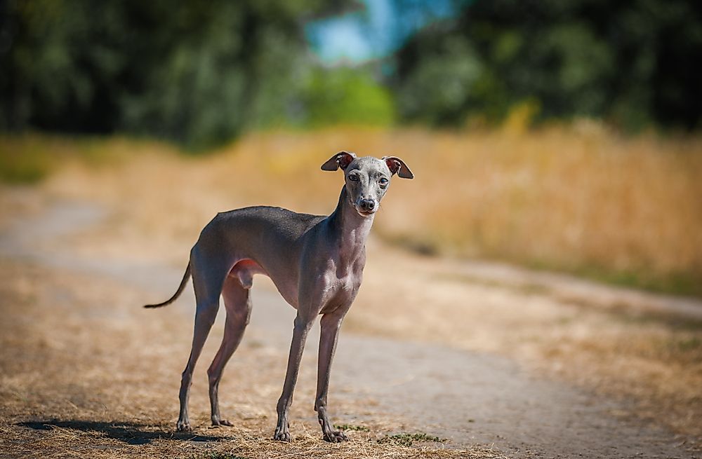An Italian Greyhound.