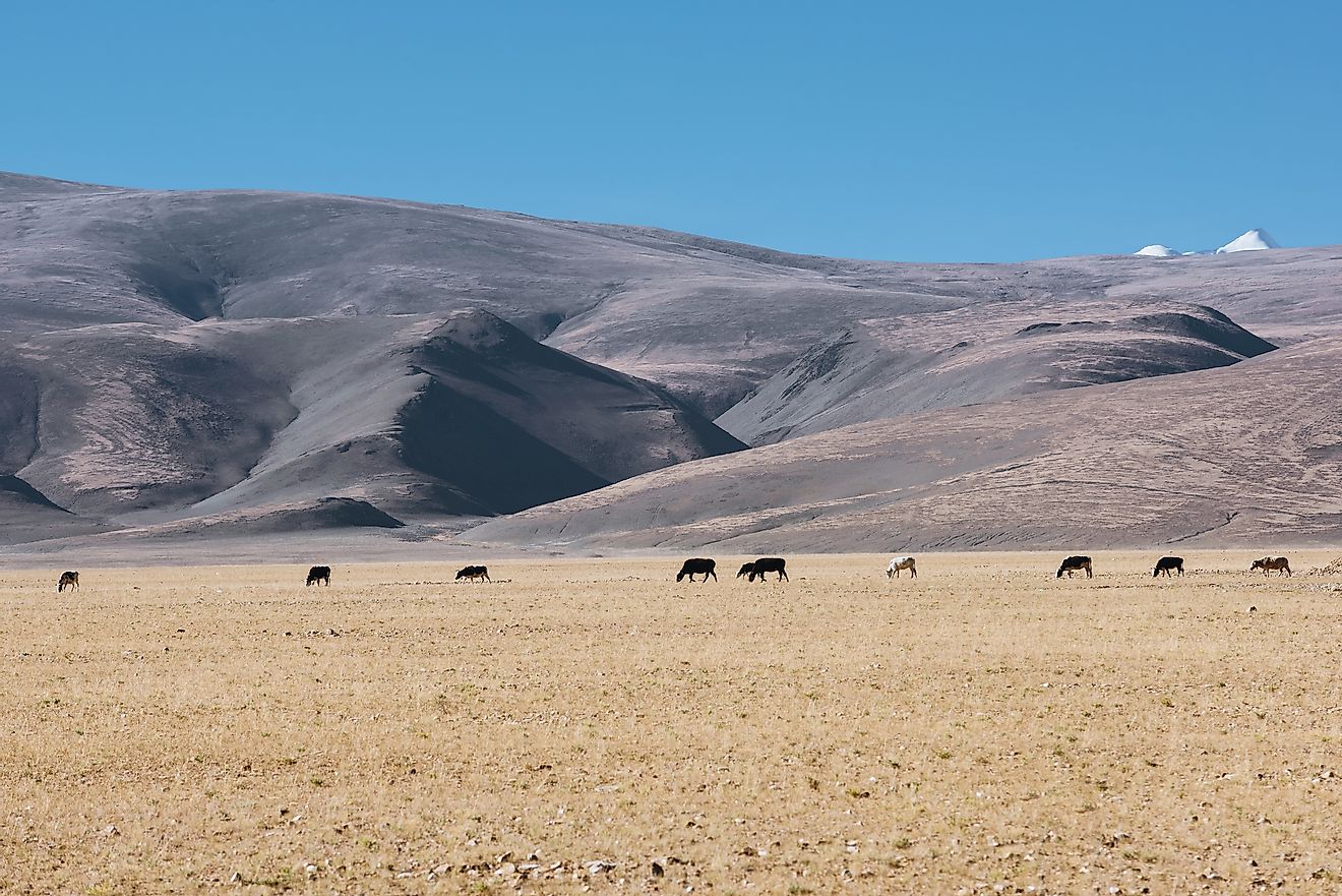 Yaks grazing in the Tibetan Plateau.
