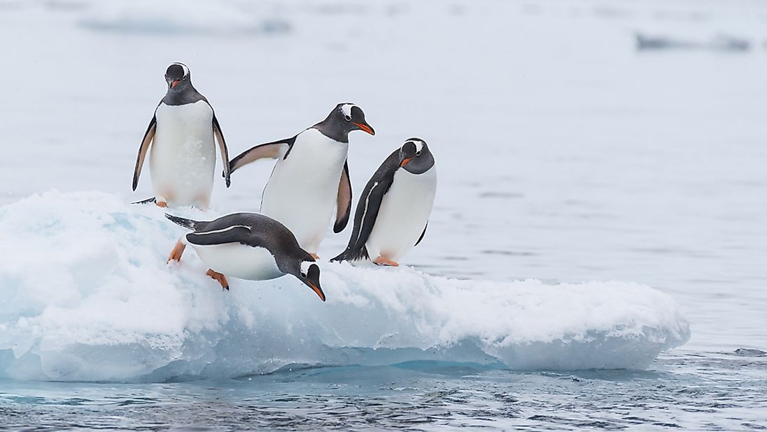 Gentoo penguins in Antarctica. 