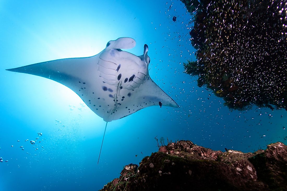 Manta rays prefer to inhabit areas around coral reefs. 