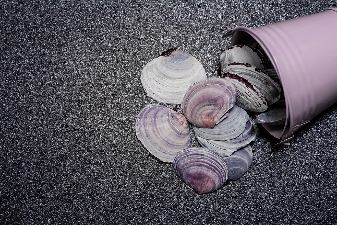 Clam shells spilling out of a metal bucket