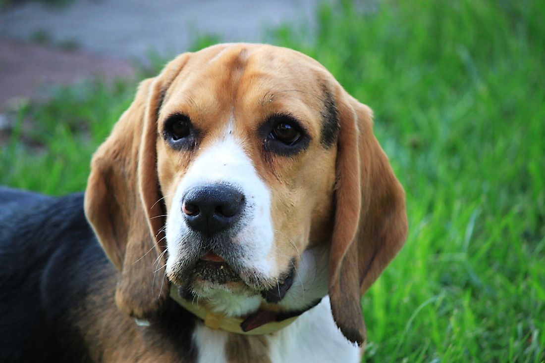 A beagle. 
