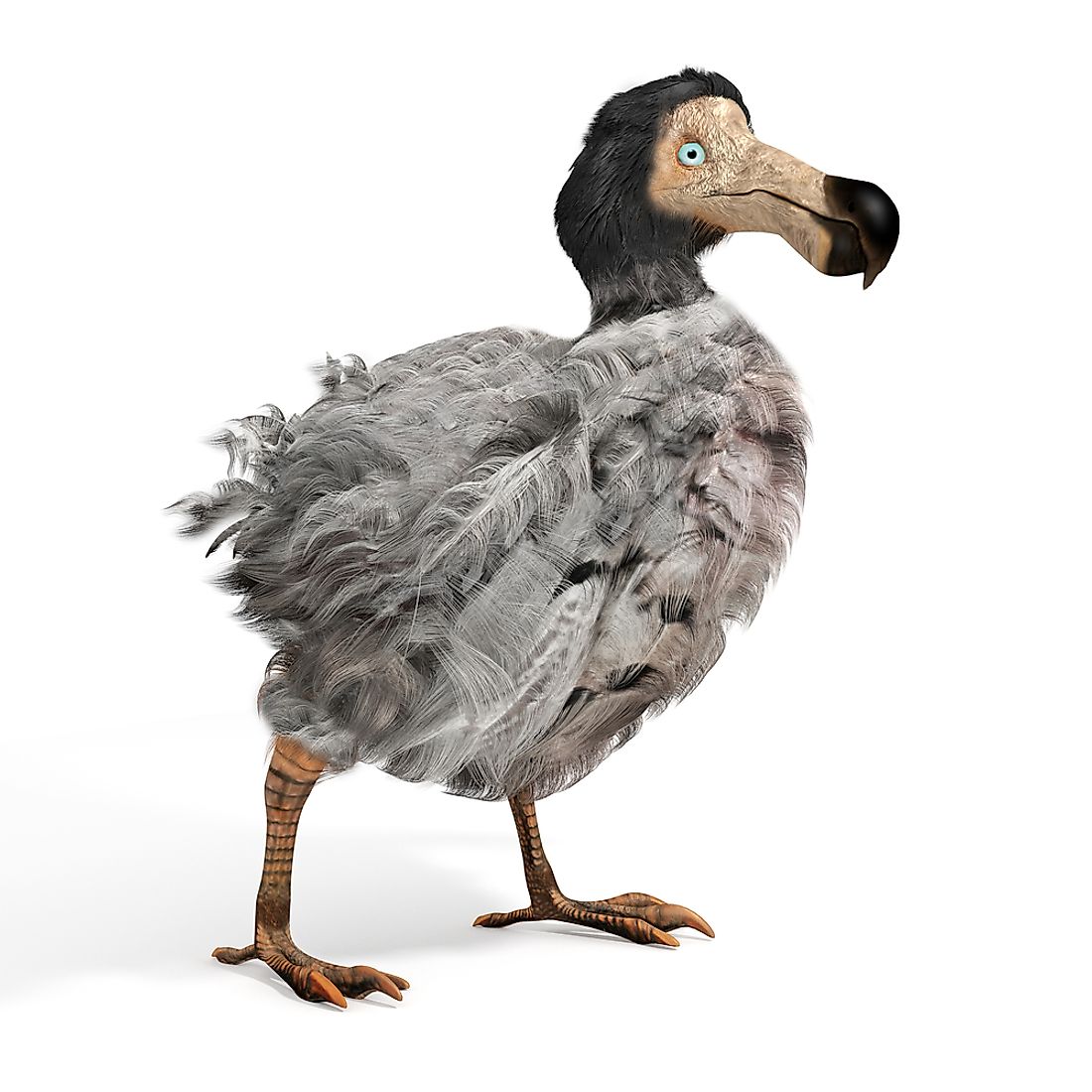 A 3D rendering of the dodo bird. 