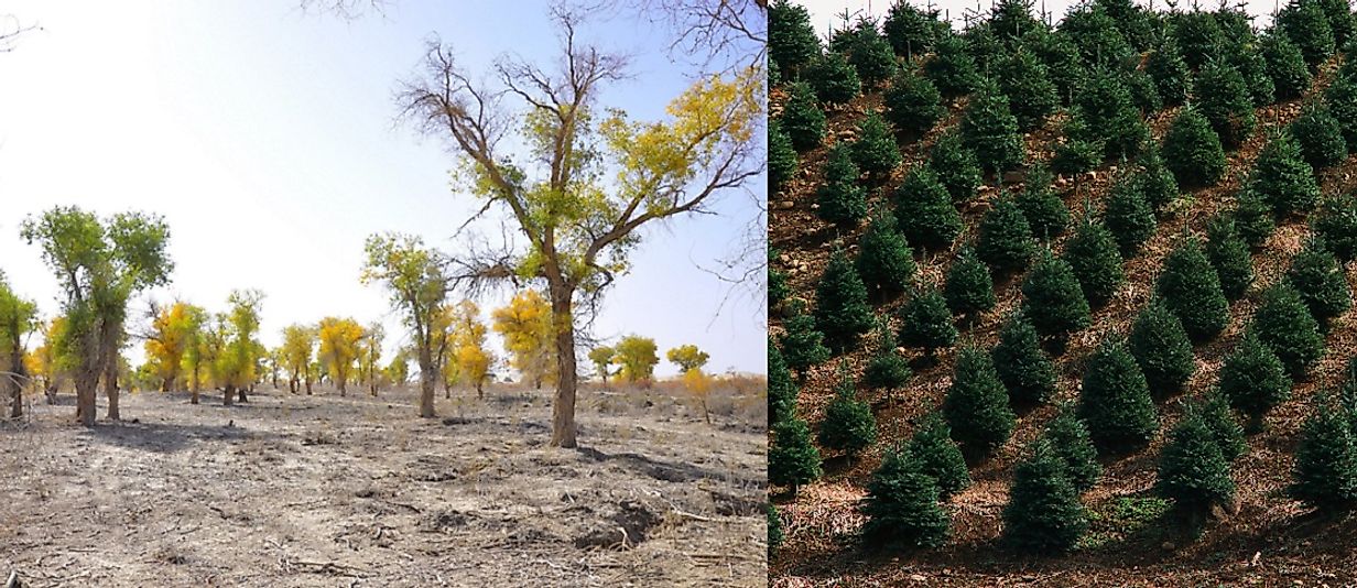 Afforestation: Poplars planted in the desert along the Euphrates in Iraq. Reforestation: Clear-cut land replanted with fir trees.