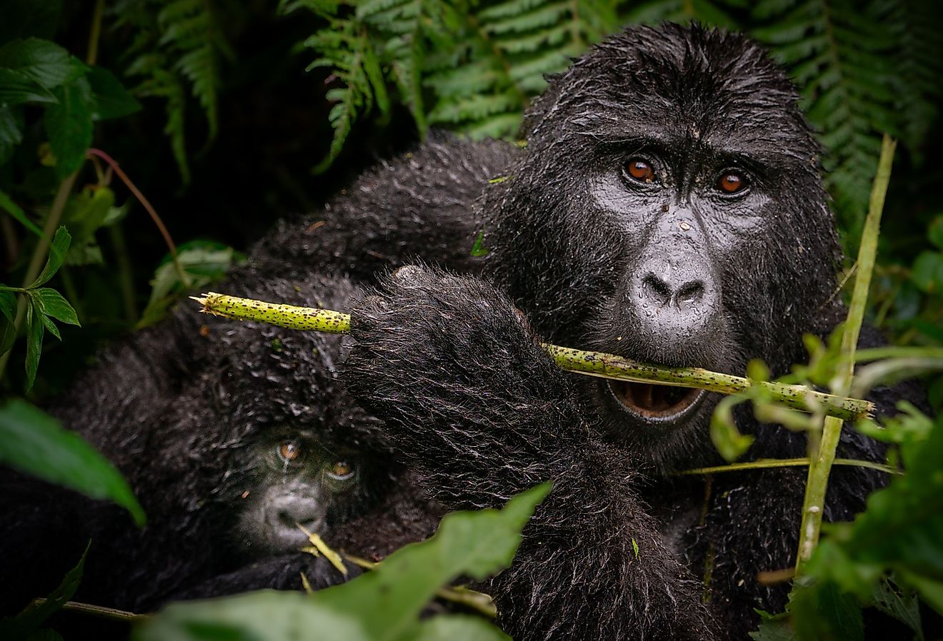 Mountain Gorilla (Gorilla beringei beringei) in the wild. 