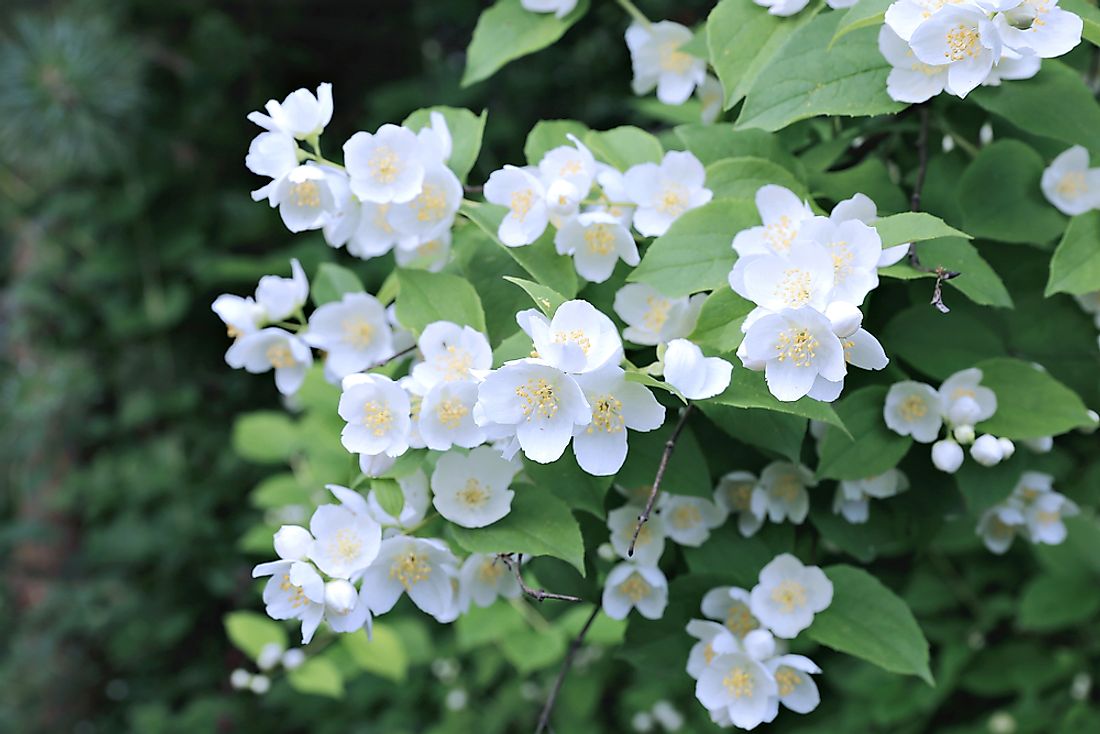 The Syringa, the state flower of Idaho. 