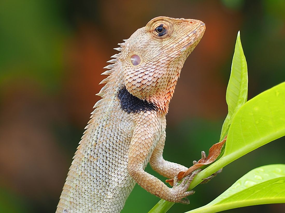 A bearded leaf chameleon. 