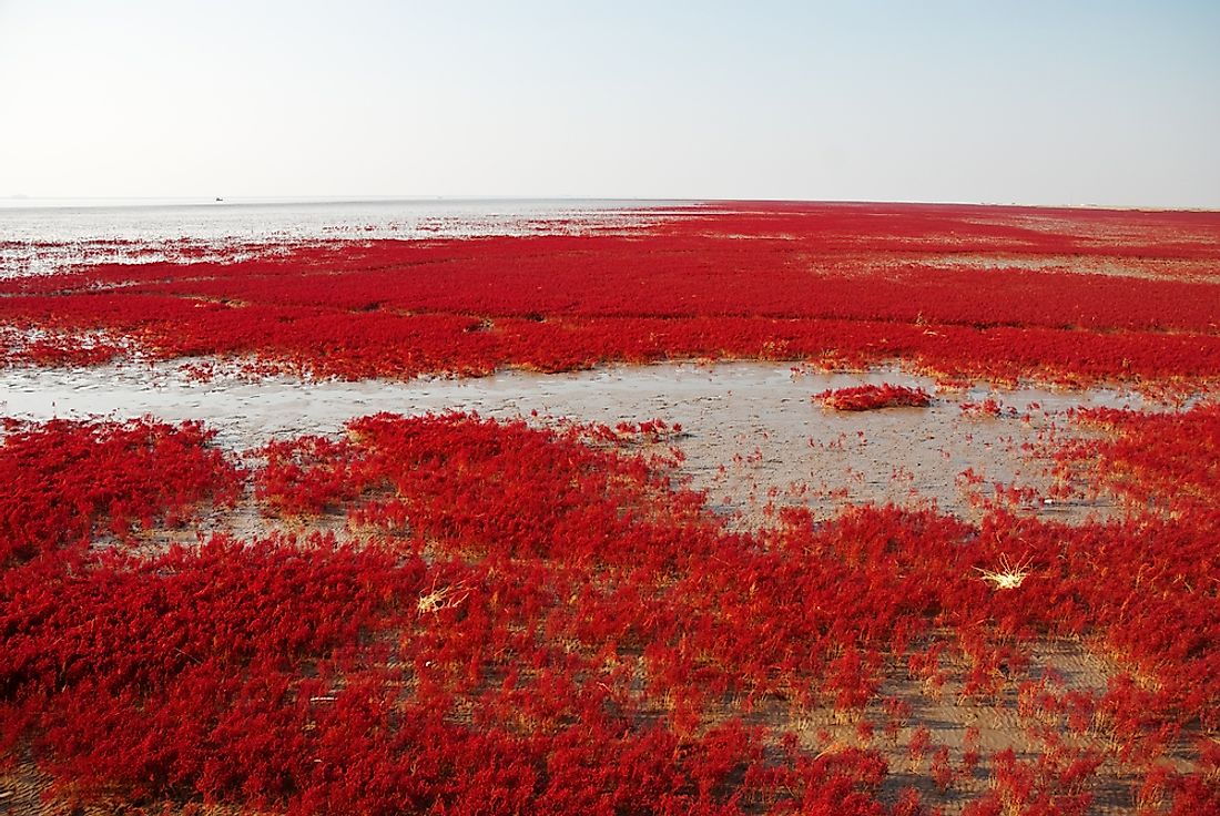 Red Beach's marsh landscape is characterized by its dinstinctive red reed grasses.