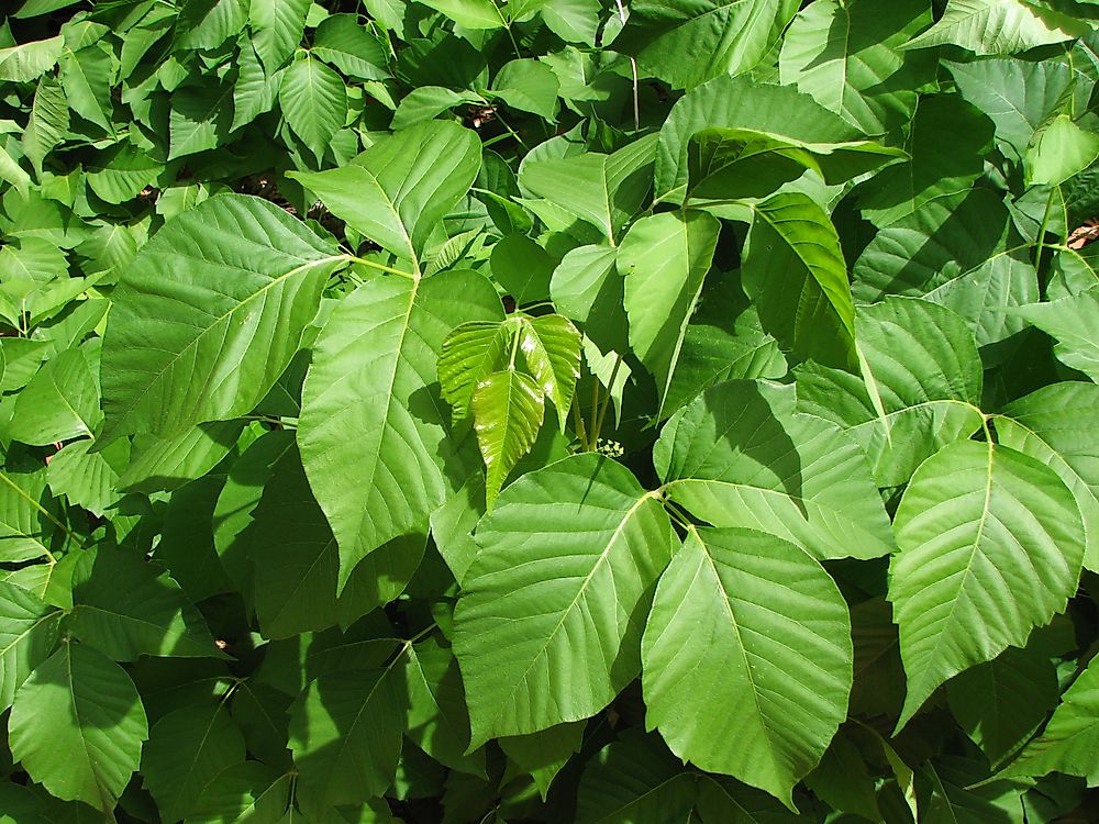 Rhus radicans.