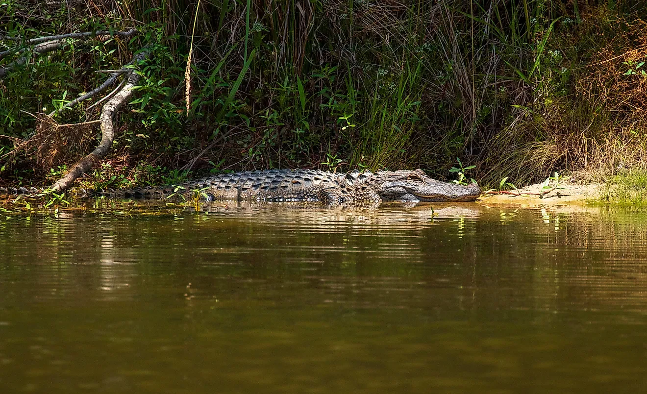 Alligator in the water in North Carolina