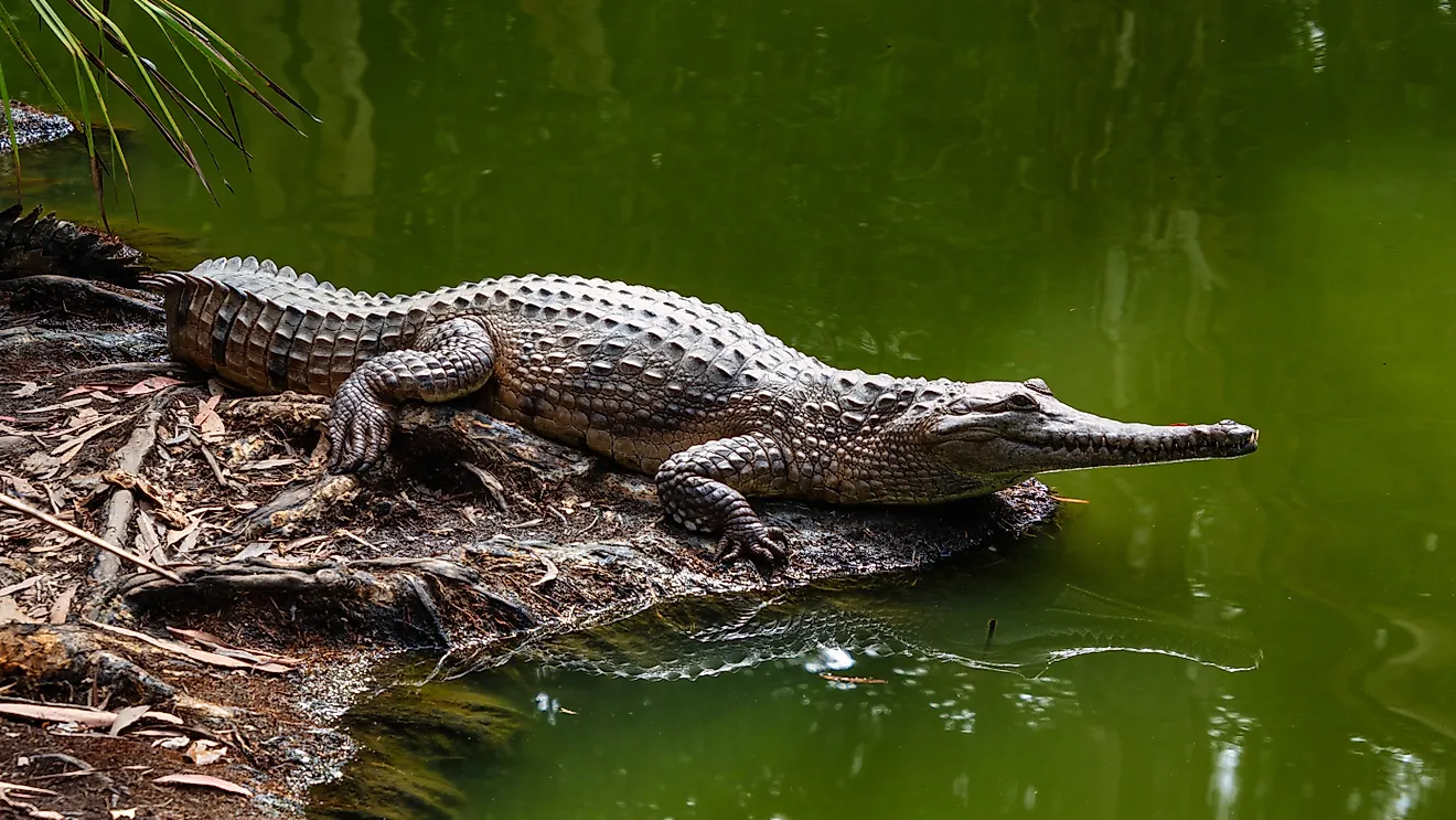 View of a freshwater crocodile along water.